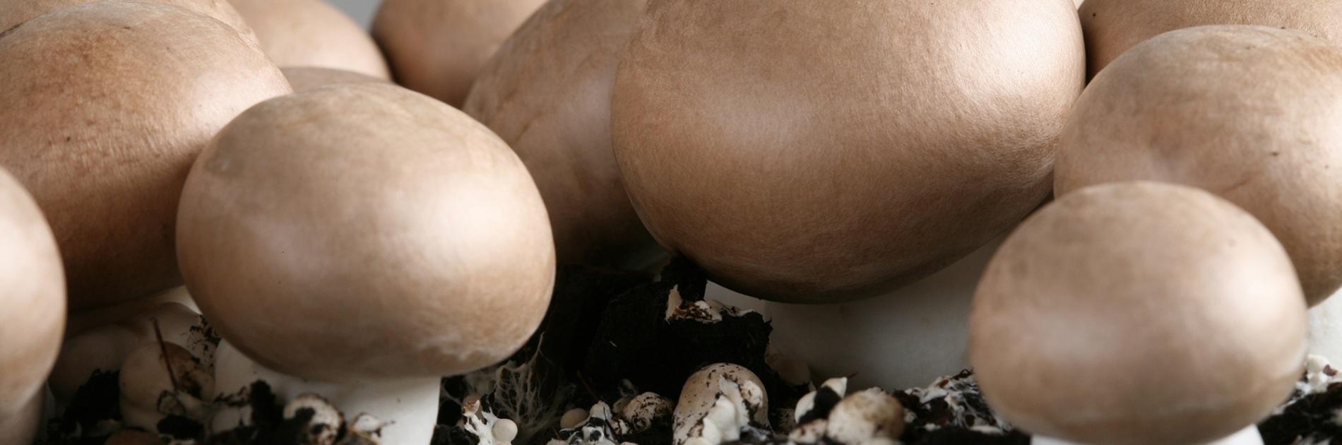 Extra vitamine D in de paddenstoelen van Limax